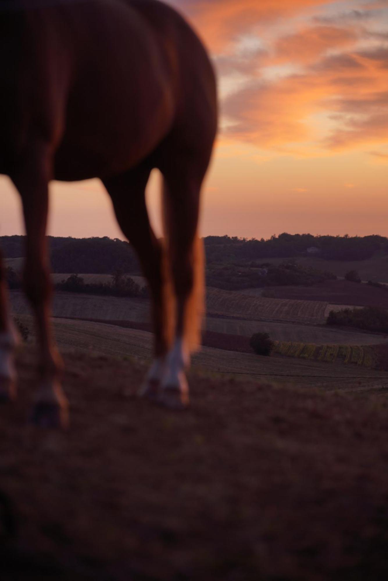 Logement Entier De Charme, Gite Equestre Gers Flamarens Exterior foto