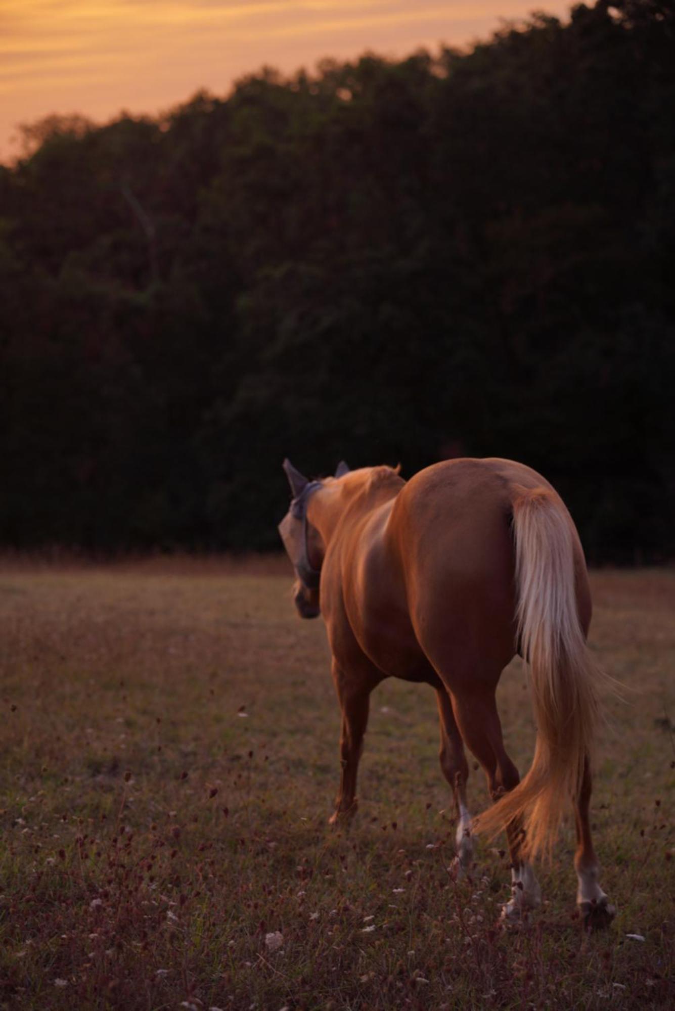 Logement Entier De Charme, Gite Equestre Gers Flamarens Exterior foto