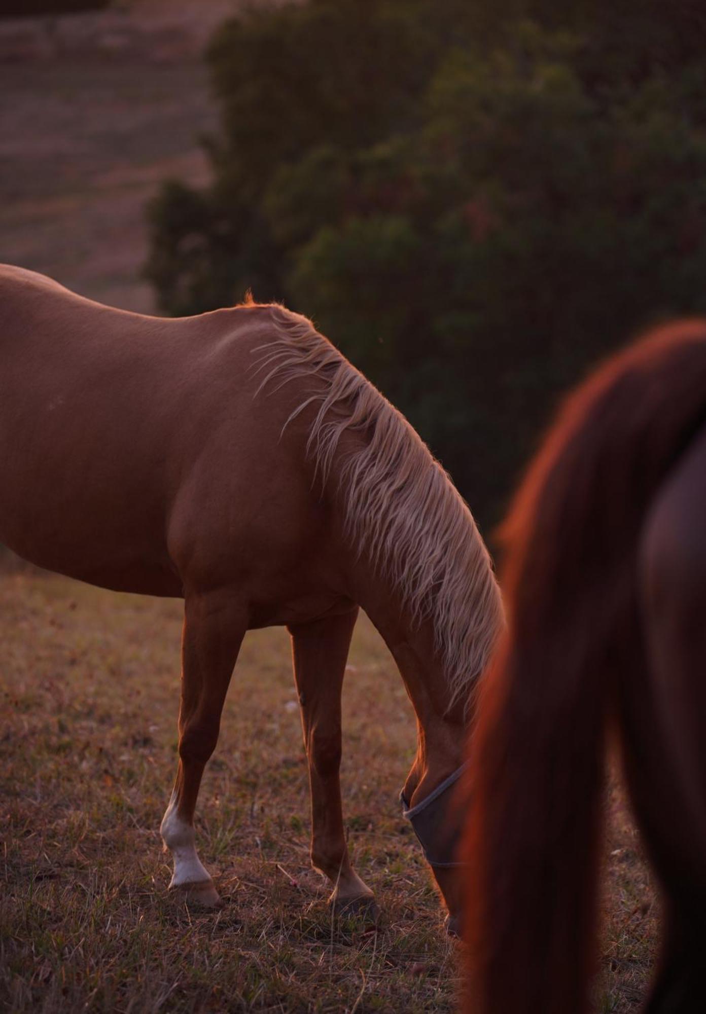 Logement Entier De Charme, Gite Equestre Gers Flamarens Exterior foto