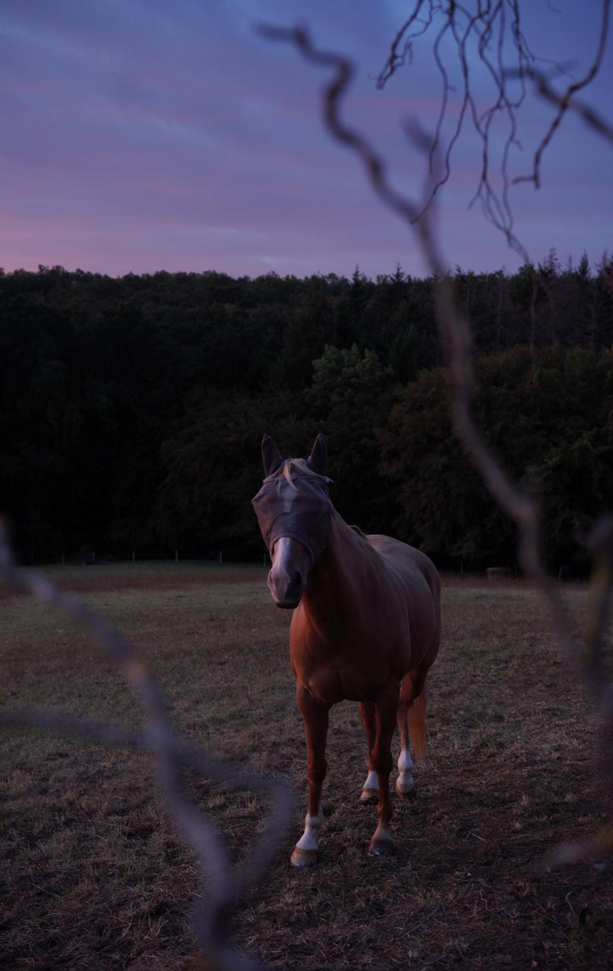 Logement Entier De Charme, Gite Equestre Gers Flamarens Exterior foto